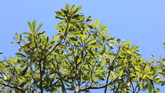 Japanese blueberry tree (Elaeocarpus decipiens)