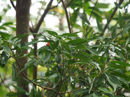 Japanese blueberry tree (Elaeocarpus decipiens)