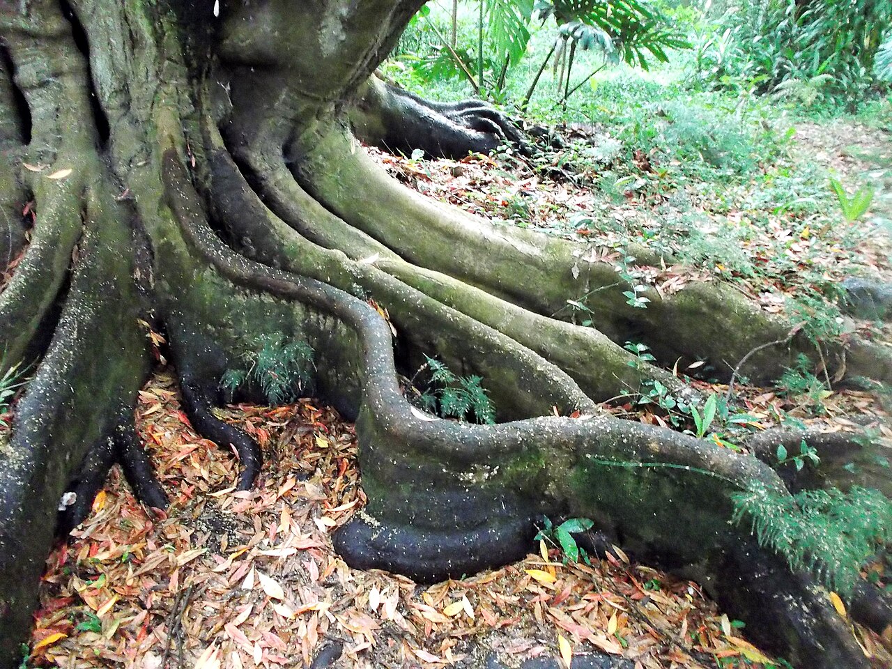 Japanese blueberry tree: Elaeocarpus decipiens (radici) nel giardino botanico di Ponta Delgada