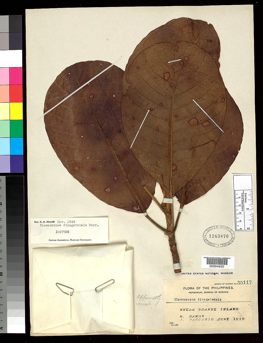 Elaeocarpus dinagatensis: Elaeocarpus dinagatensis, IT, US94650