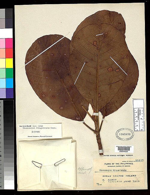 Elaeocarpus dinagatensis: Elaeocarpus dinagatensis, IT, US94650