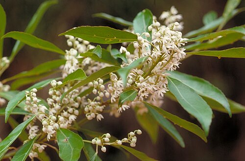 Mountain quandong: Elaeocarpus elliffii