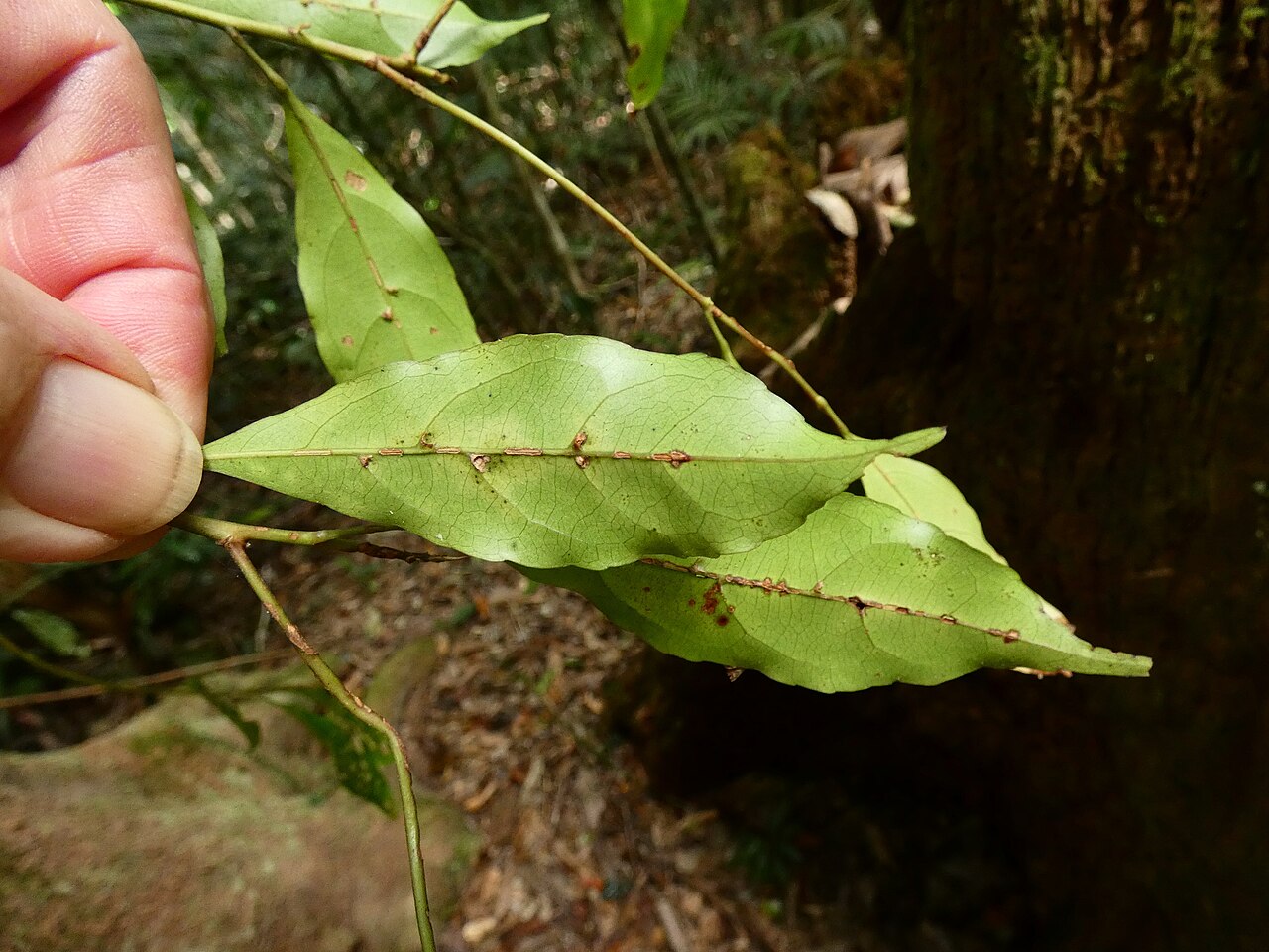 Mountain quandong: Elaeocarpus elliffii on the Lamb Range west of Cairns , Queensland