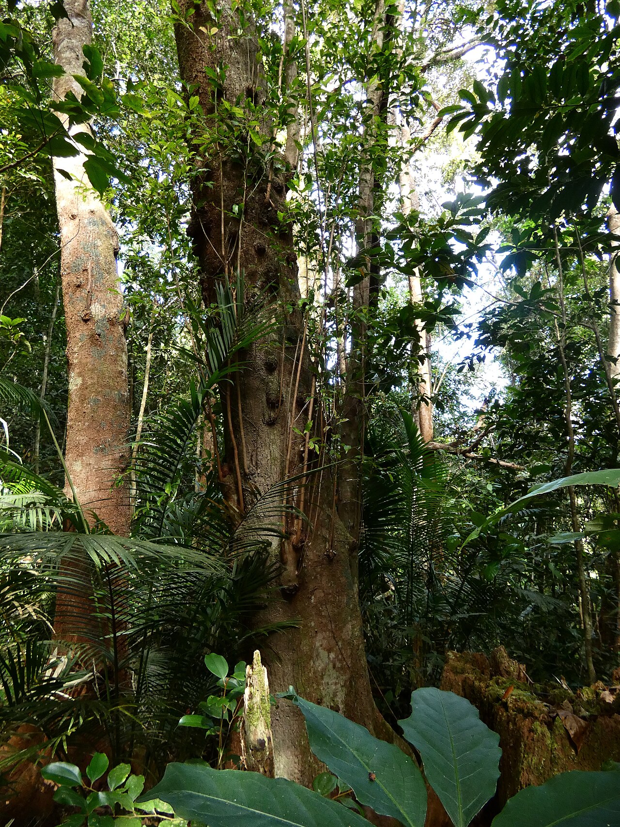 Mountain quandong: Elaeocarpus elliffii on the Lamb Range west of Cairns , Queensland