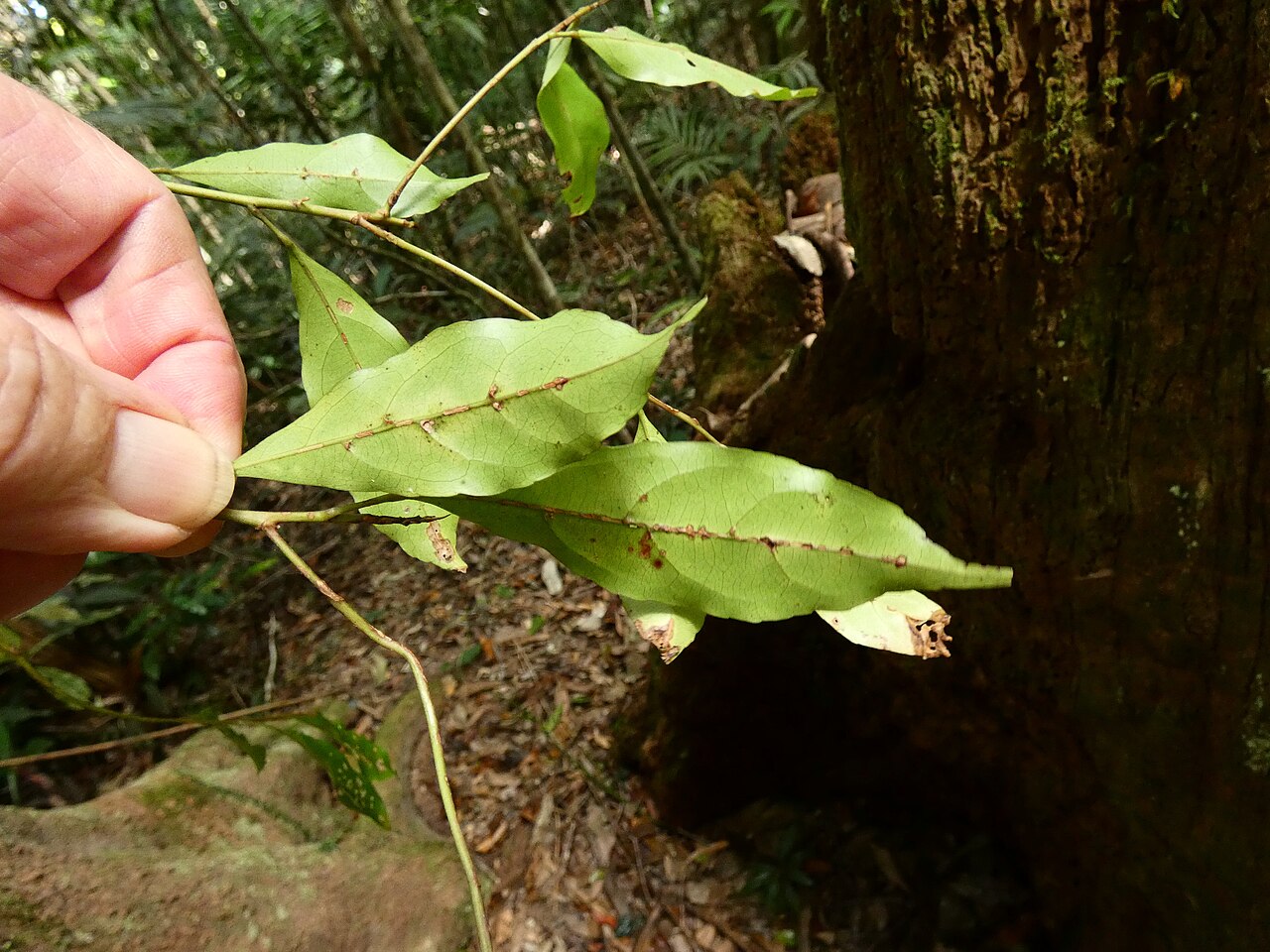 Mountain quandong: Elaeocarpus elliffii on the Lamb Range west of Cairns , Queensland