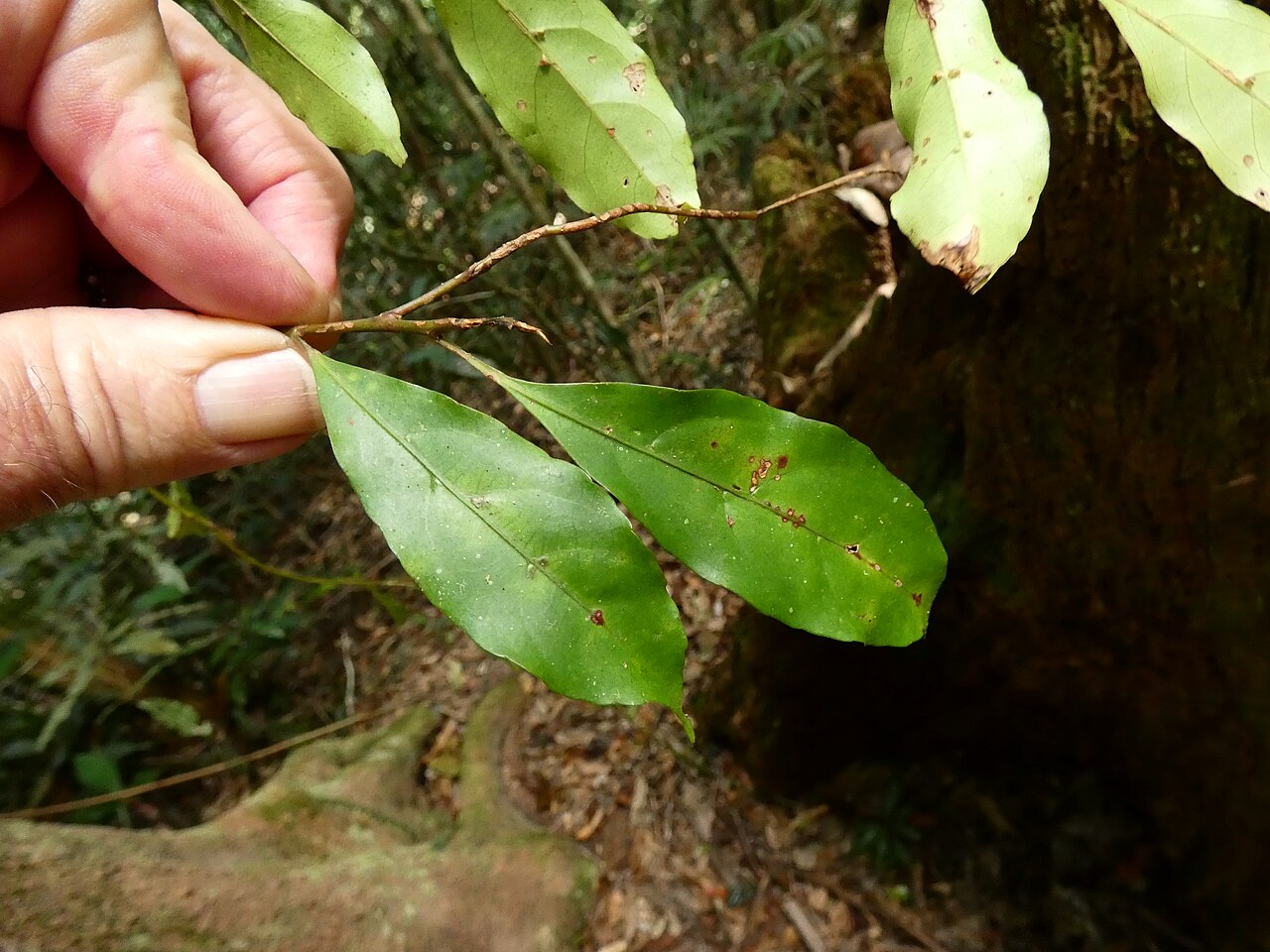 Mountain quandong: Elaeocarpus elliffii on the Lamb Range west of Cairns , Queensland