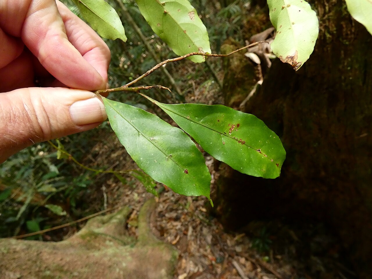 Mountain quandong: Elaeocarpus elliffii on the Lamb Range west of Cairns , Queensland