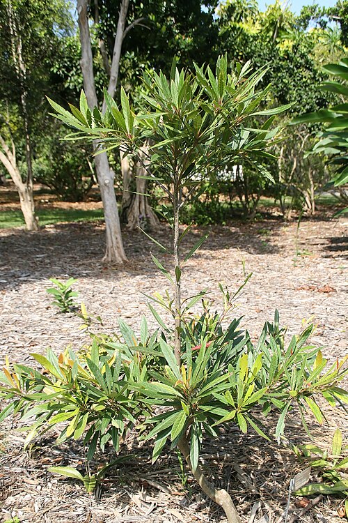 Elaeocarpus hygrophilus: Location taken: Fairchild Tropical Botanic Garden, Miami, FL USA. Names: Elaeocarpus hygrophyllus Classification: Plantae > Tracheophyta > Spermatopsida > Oxali