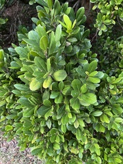 Bermuda olivewood (Elaeodendron laneanum)