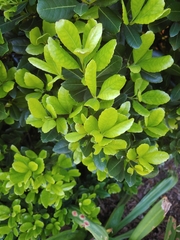 Bermuda olivewood (Elaeodendron laneanum)