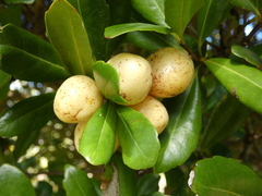 Bermuda olivewood (Elaeodendron laneanum)