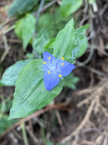 Elasis guatemalensis (Elasis guatemalensis)