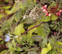Elasis guatemalensis (Elasis guatemalensis)