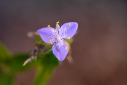 Elasis guatemalensis (Elasis guatemalensis)