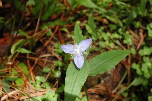Elasis guatemalensis (Elasis guatemalensis)