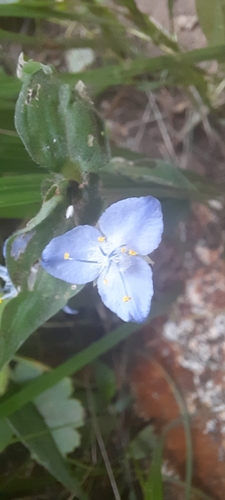 Elasis guatemalensis (Elasis guatemalensis)