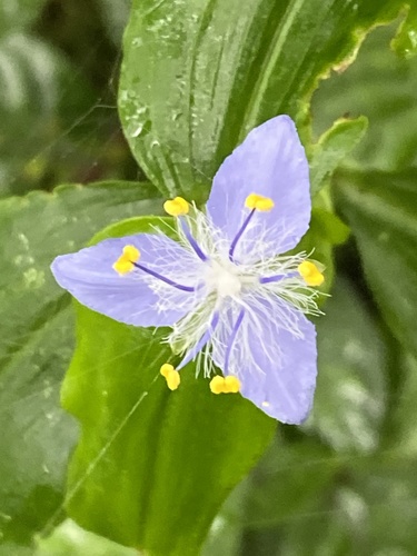 Elasis guatemalensis (Elasis guatemalensis)