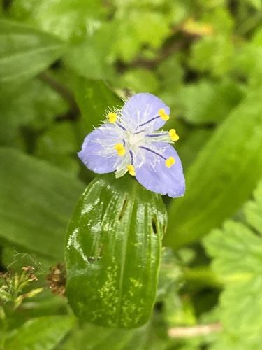 Elasis guatemalensis (Elasis guatemalensis)