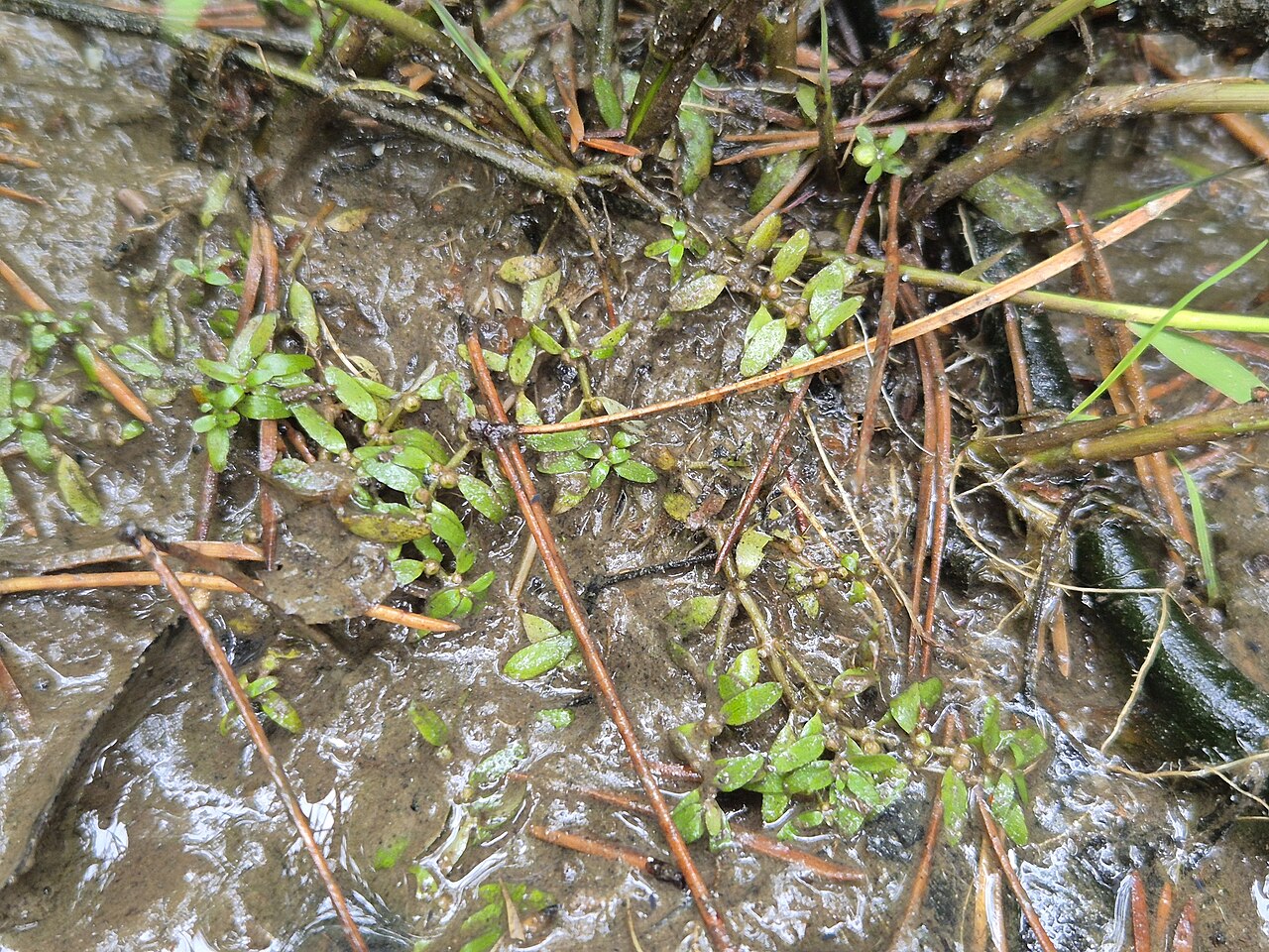 Threestamen waterwort: Habitus Taxonym: Elatine triandra ss Fischer et al. EfÖLS 2008 ISBN 978-3-85474-187-9 Location: Langfurter pond, district Gmünd, Lower Austria - ca. 570 m a.s.l