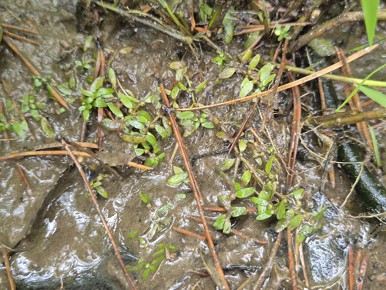 Threestamen waterwort: Habitus Taxonym: Elatine triandra ss Fischer et al. EfÖLS 2008 ISBN 978-3-85474-187-9 Location: Langfurter pond, district Gmünd, Lower Austria - ca. 570 m a.s.l