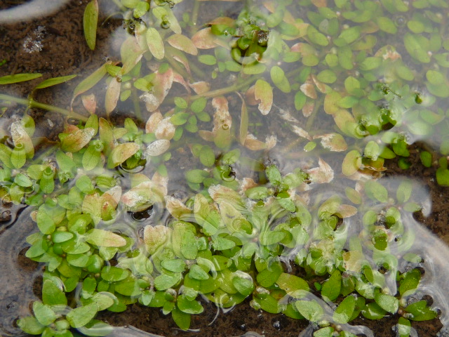Threestamen waterwort: Elatine triandra