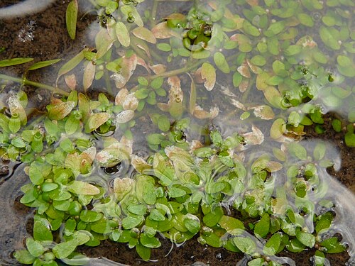 Threestamen waterwort: Elatine triandra