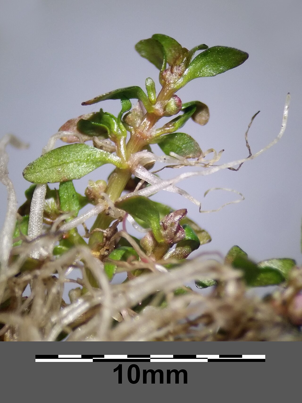 Threestamen waterwort: Habitus Taxonym: Elatine triandra ss Fischer et al. EfÖLS 2008 ISBN 978-3-85474-187-9 Location: Eliasteich next to Schrems, district Gmünd, Lower Austria - ca.