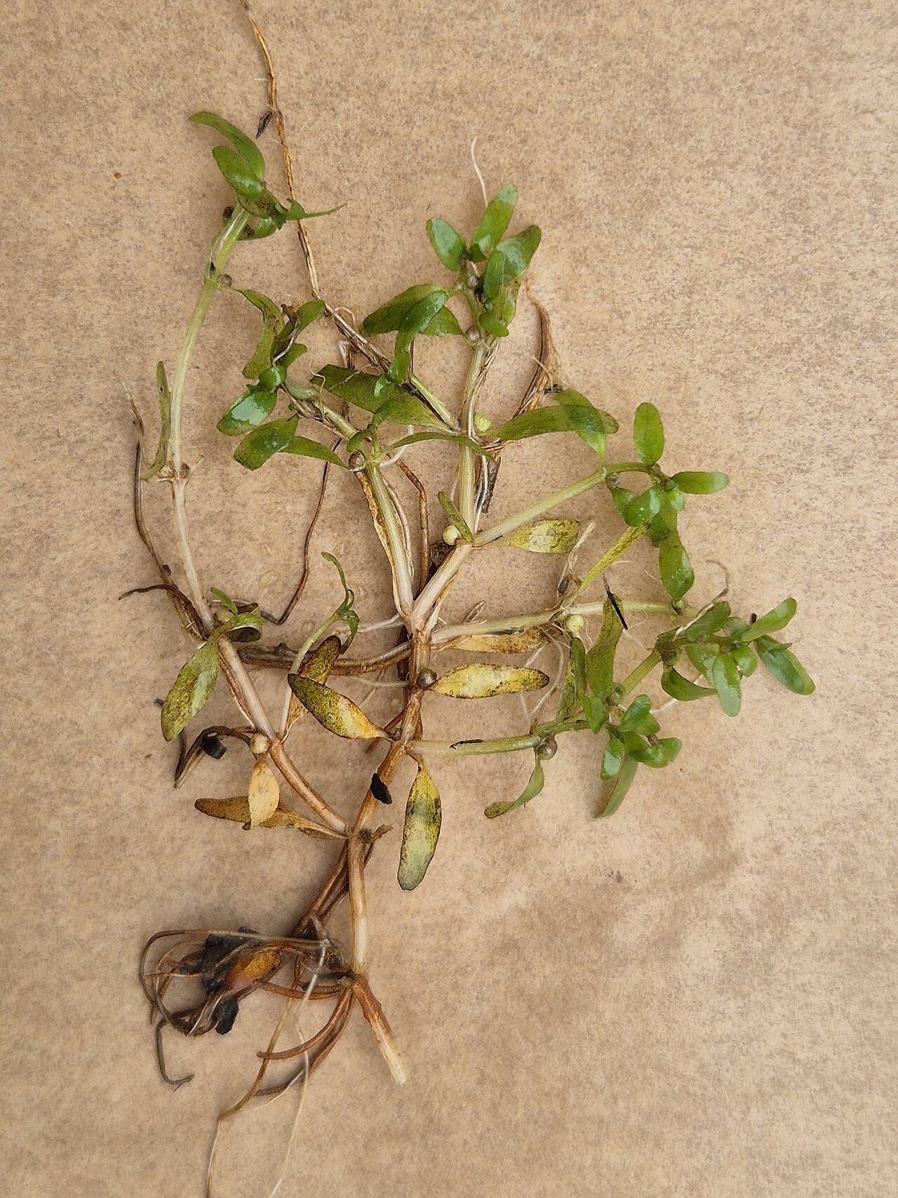Threestamen waterwort: Habitus Taxonym: Elatine triandra ss Fischer et al. EfÖLS 2008 ISBN 978-3-85474-187-9 Location: Langfurter pond, district Gmünd, Lower Austria - ca. 570 m a.s.l