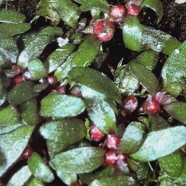 Threestamen waterwort (Elatine triandra)