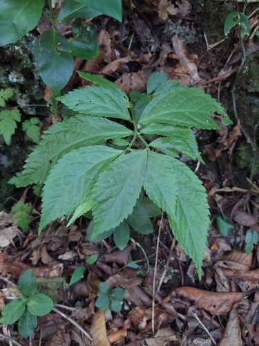 Elatostema acuteserratum (Elatostema acuteserratum)