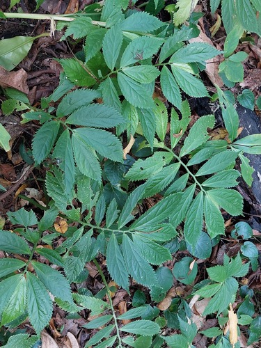 Elatostema acuteserratum (Elatostema acuteserratum)