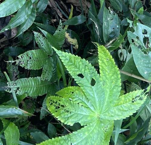 Elatostema acuteserratum (Elatostema acuteserratum)