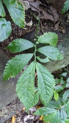 Elatostema acuteserratum (Elatostema acuteserratum)
