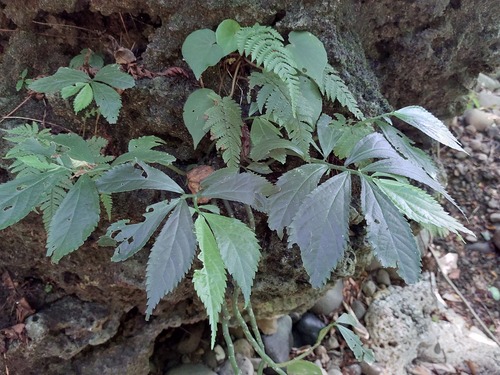 Elatostema acuteserratum (Elatostema acuteserratum)