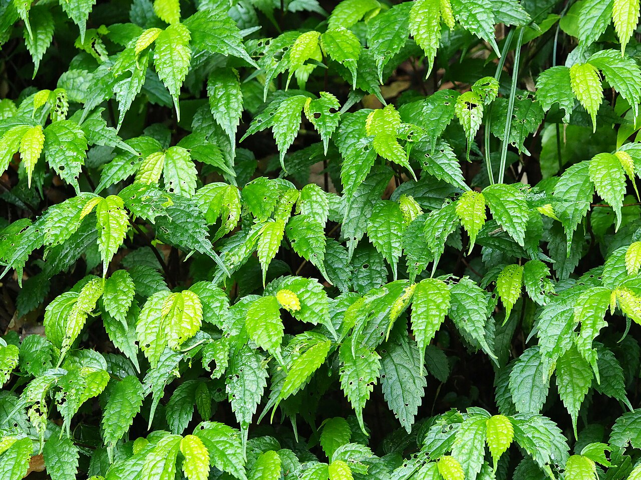 Elatostema cyrtandrifolium: Elatostema cyrtandrifolium in Taiwan