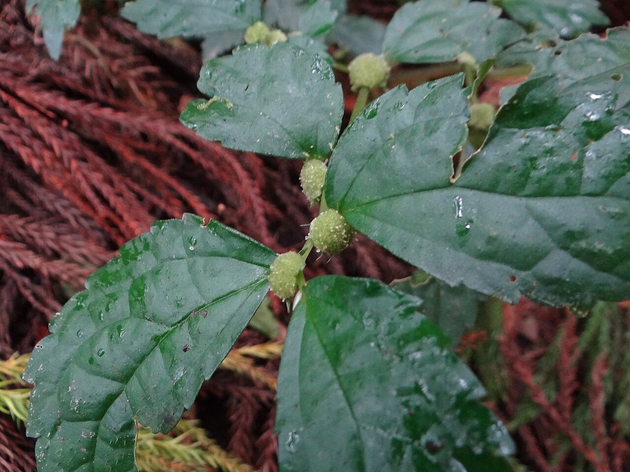 Elatostema cyrtandrifolium: Elatostema cyrtandrifolium in Taiwan