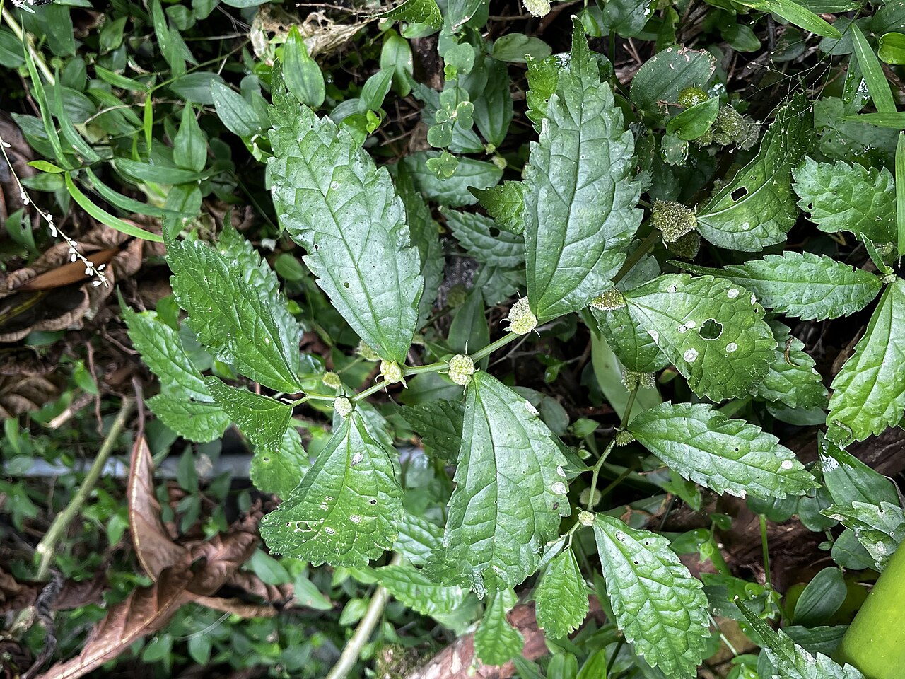 Elatostema cyrtandrifolium: Elatostema cyrtandrifolium in Taiwan