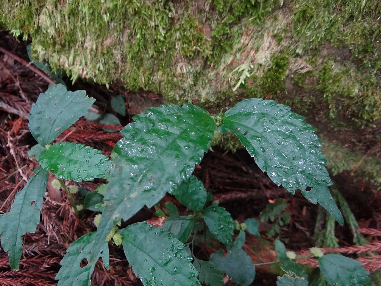 Elatostema cyrtandrifolium: Elatostema cyrtandrifolium in Taiwan