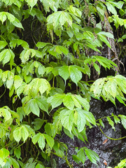 Elatostema platyphyllum (Elatostema platyphyllum)