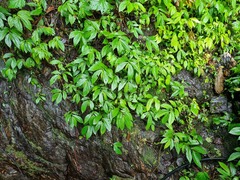 Elatostema platyphyllum (Elatostema platyphyllum)