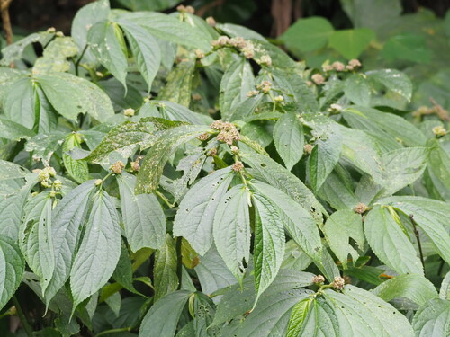 Elatostema platyphyllum (Elatostema platyphyllum)
