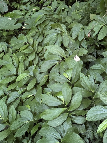 Elatostema platyphyllum (Elatostema platyphyllum)