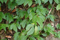 Elatostema platyphyllum (Elatostema platyphyllum)