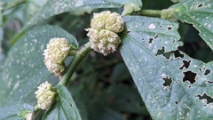 Elatostema platyphyllum (Elatostema platyphyllum)