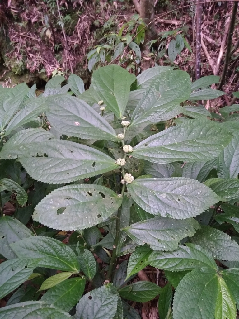 Elatostema platyphyllum (Elatostema platyphyllum)