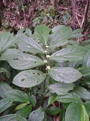 Elatostema platyphyllum (Elatostema platyphyllum)