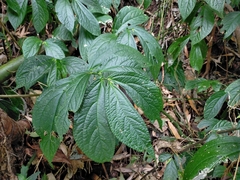 Elatostema platyphyllum (Elatostema platyphyllum)