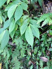 Elatostema platyphyllum (Elatostema platyphyllum)