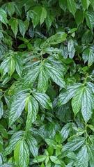 Elatostema platyphyllum (Elatostema platyphyllum)