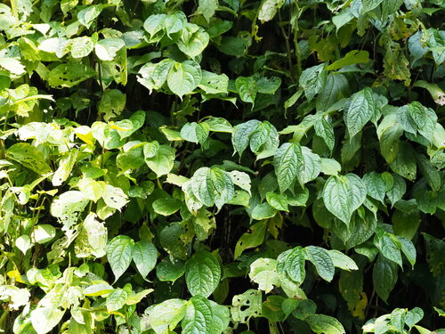 Elatostema platyphyllum (Elatostema platyphyllum)